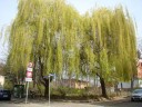 Exklusiv und Bautrgerfrei-Gohlis-Grundstck fr EFH+Villa+ MFH - Leipzig
